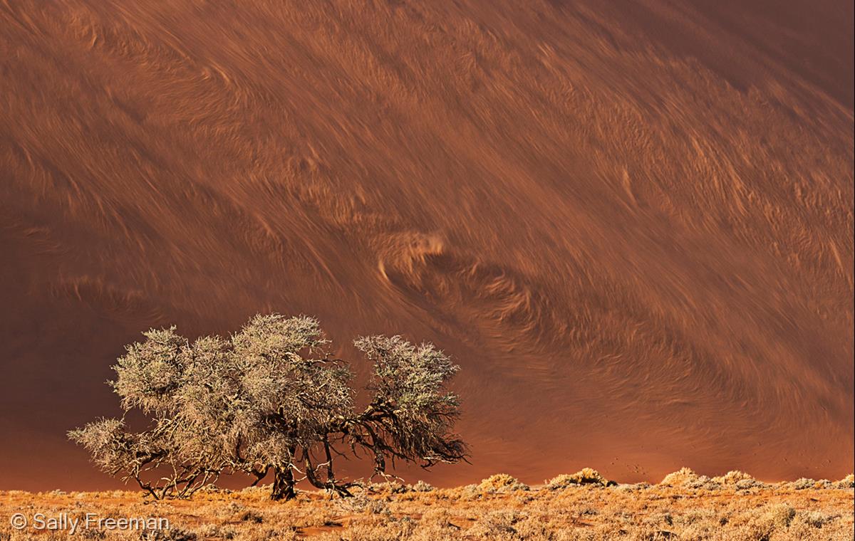 Shifting Sands by Sally Freeman