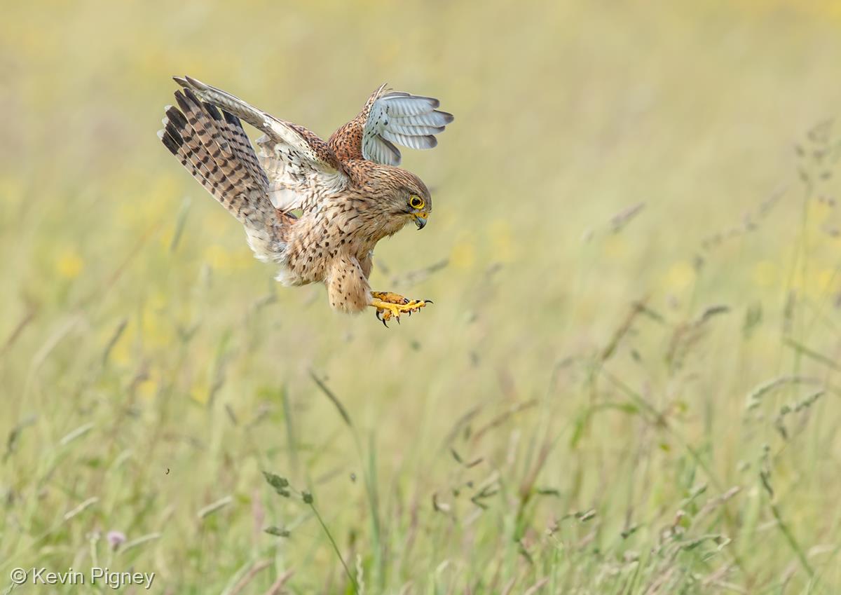 Kestrel Hunting by Kevin Pigney