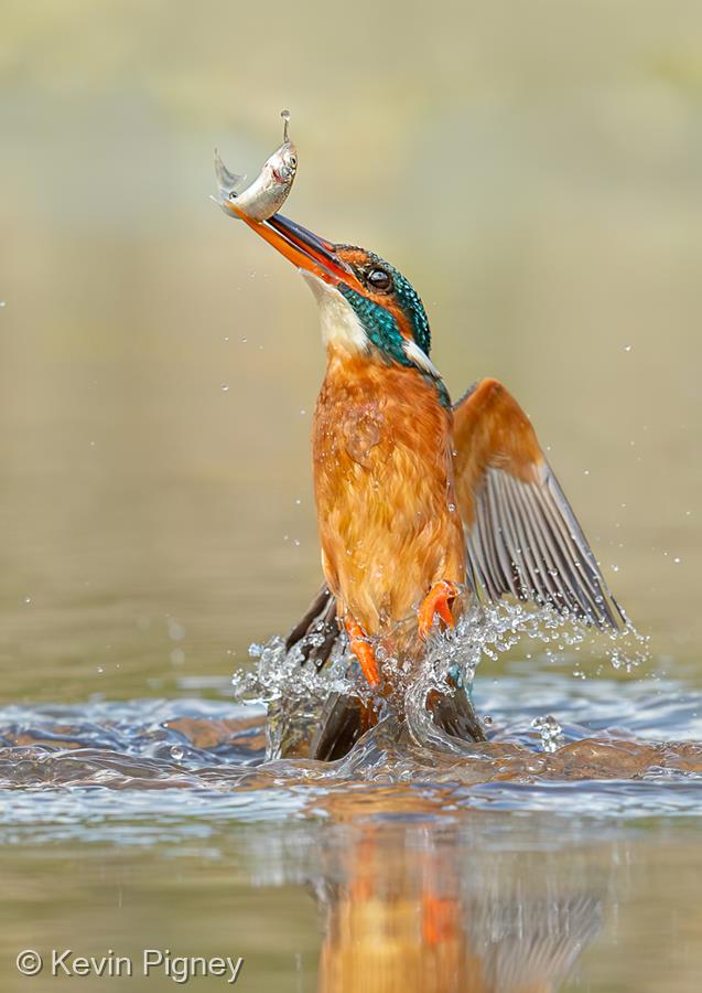 Kingfisher Emerging by Kevin Pigney