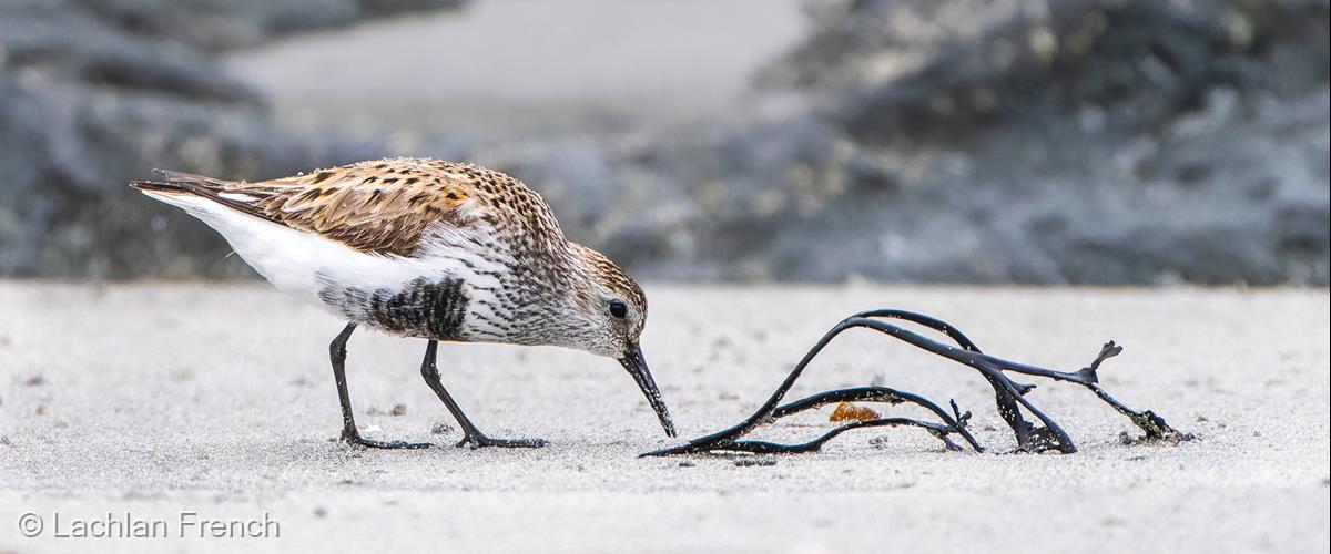 Dunlin by Lachlan French