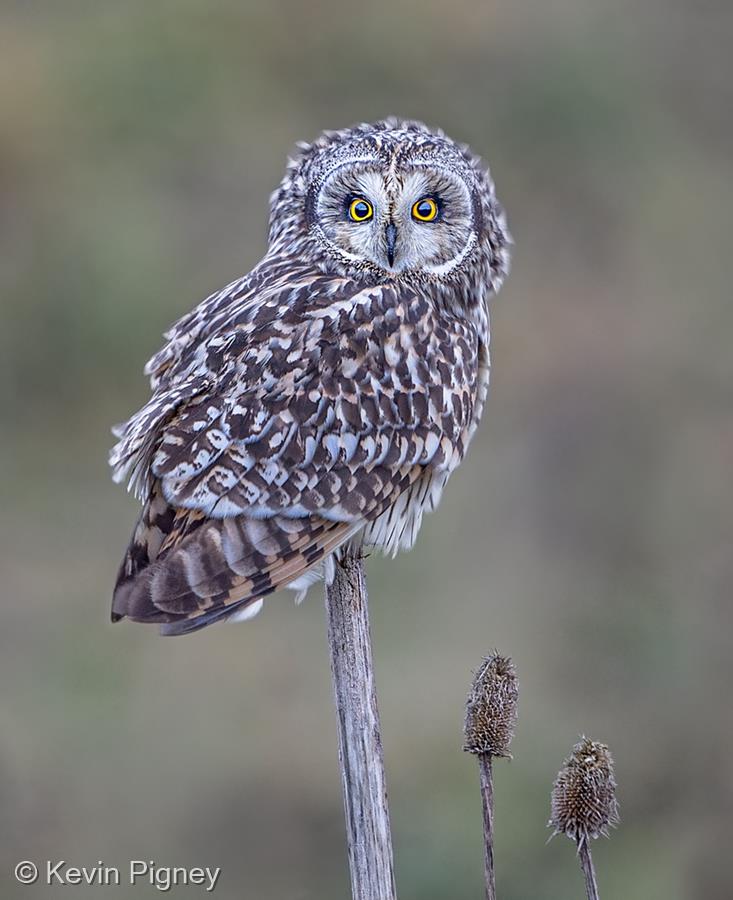 Short Eared Owl by Kevin Pigney