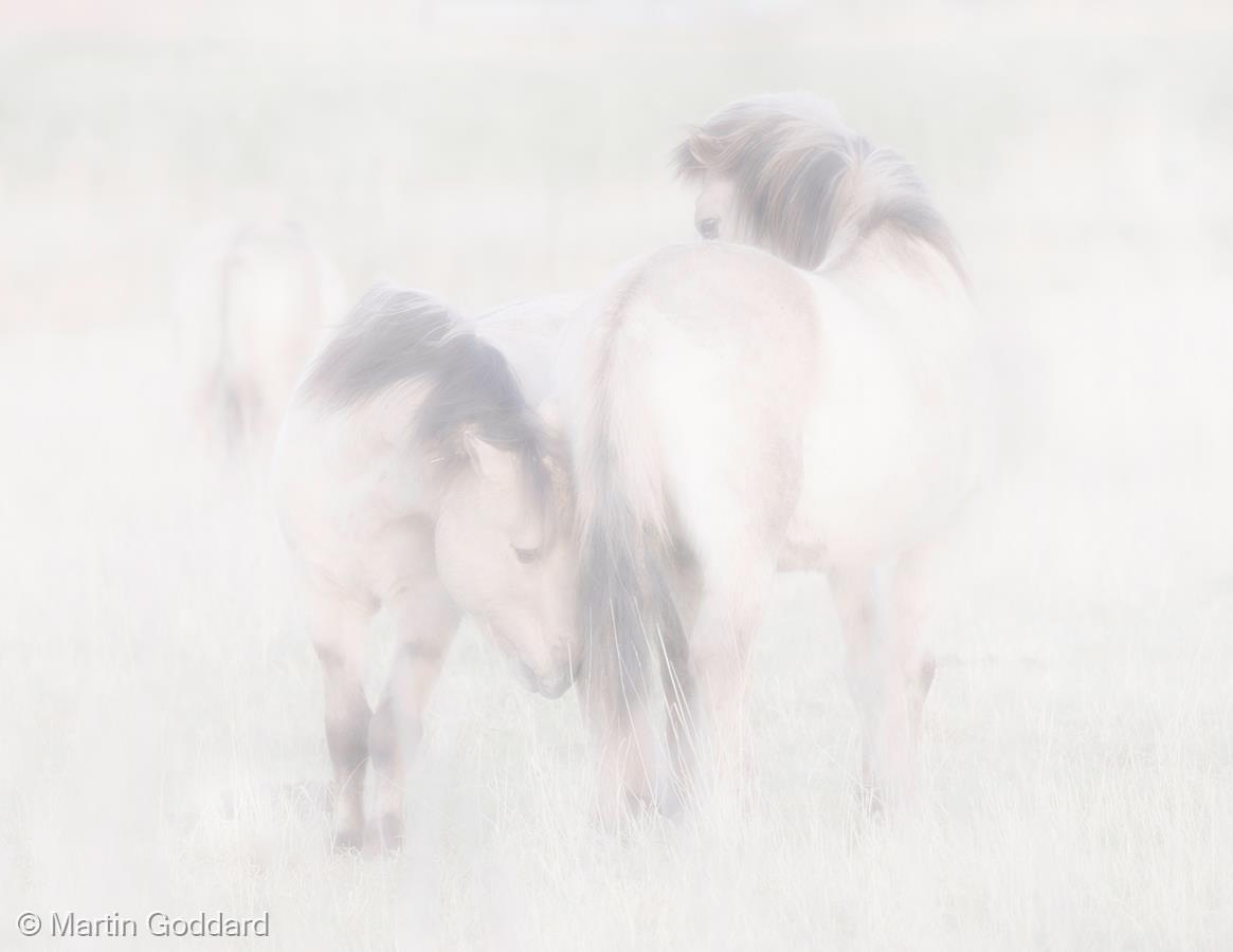 Ponies by Martin Goddard